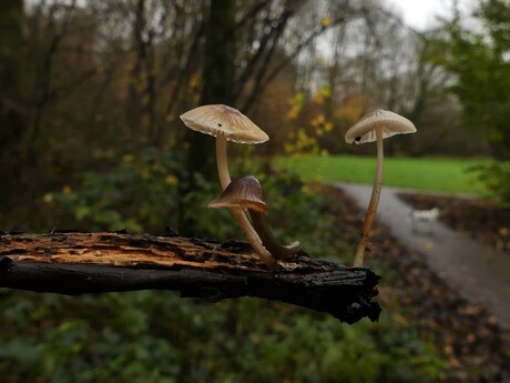 bundel mycena