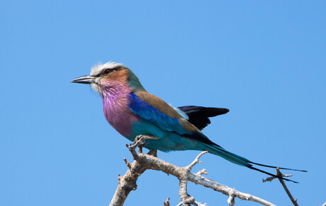 Vogeltje