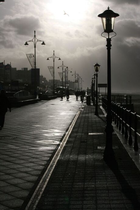 Vogel boven Scheveningen