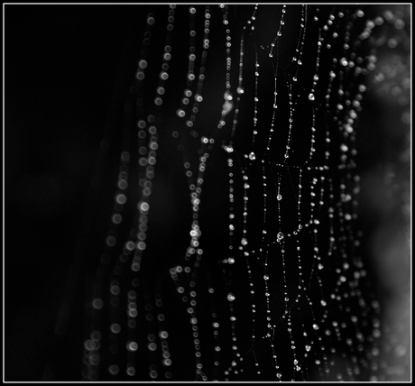 spinneweb