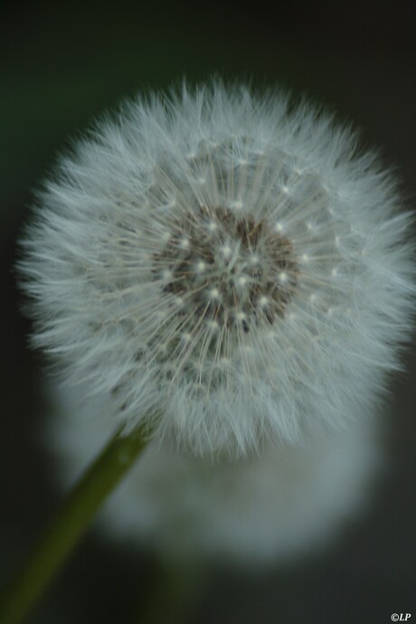 paardenbloem