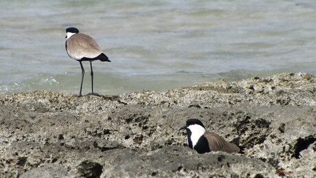 vogels in Egypte