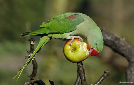 Eet gezond eet een appel