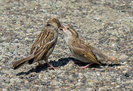 Vogel voert vogeltje