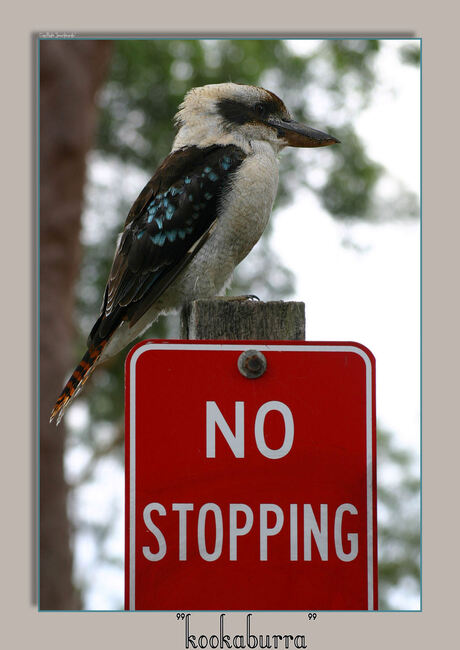 Kookaburra