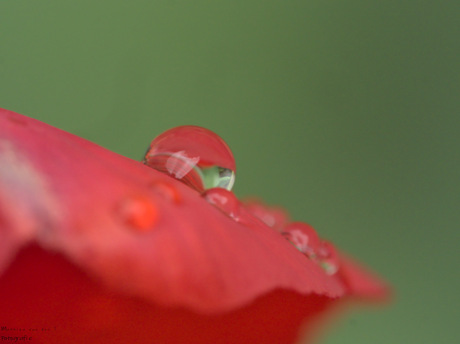 Tulp met regen