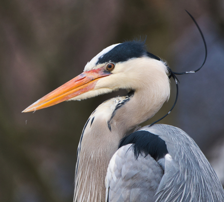 Reiger