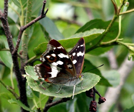 grote weerschijnvlinder