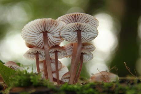 Lamellen van de paddenstoelen goed in beeld