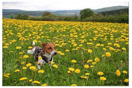 Hond in veld