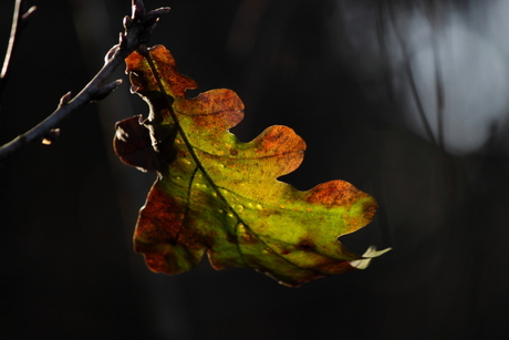 herfstblad