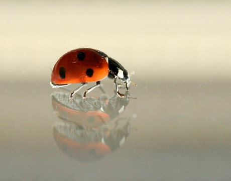 Ladybug