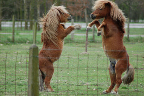 Springende paardjes