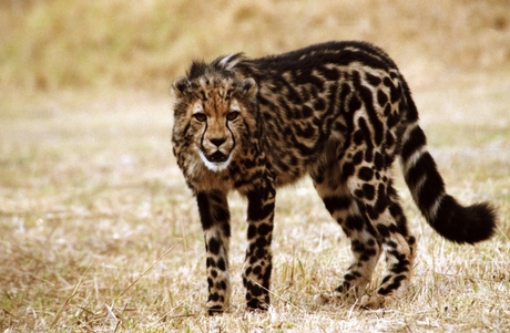 king cheeta