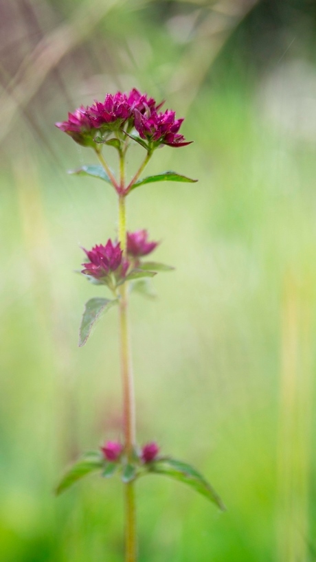 Mooi Blommeke