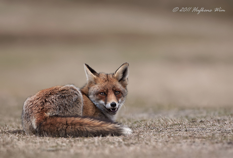 Red fox"Just before I take a walk"