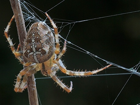 Spiderwoman