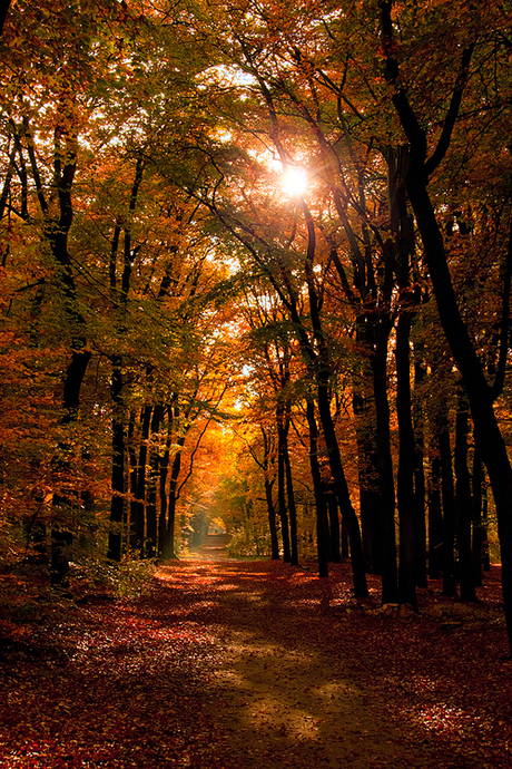 Herfst in Austerlitz