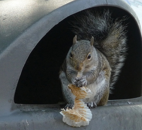 Honger!