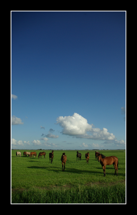 Paarden in het Friese landschap 1