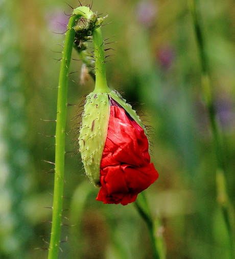 Papaver in de knop