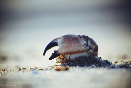 Krabbenpoot op strand