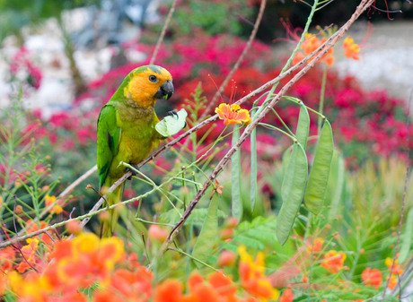 Maisparkiet Curacao