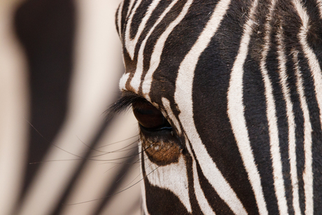 Zebraoog