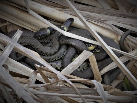 lentekriebels: de verleider verleid