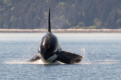 Orca breaching in de camera