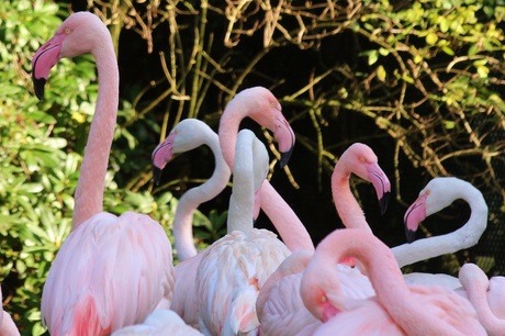 Flamingo's in elkaar verstrengeld, Burger's Zoo