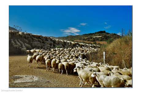 kudde schapen 1