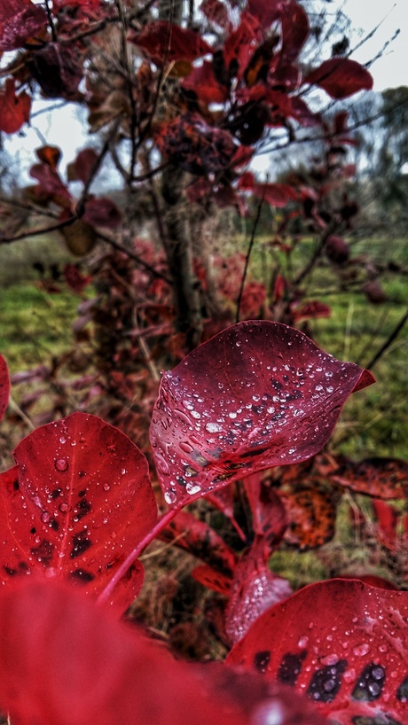 Diamonds and red