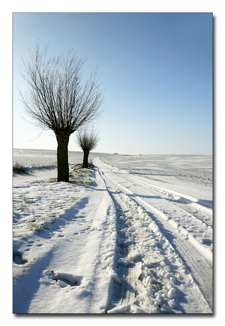 Knotwilgen in Winterlandschap