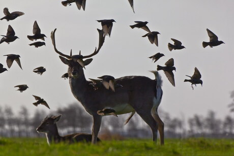 Vogels en herten