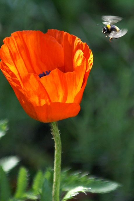 in de achtertuin