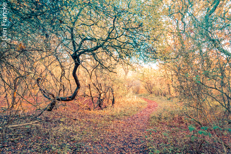 Herfts in Quackjeswater Hellevoetsluis