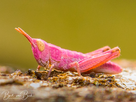 Roze sprinkhaan