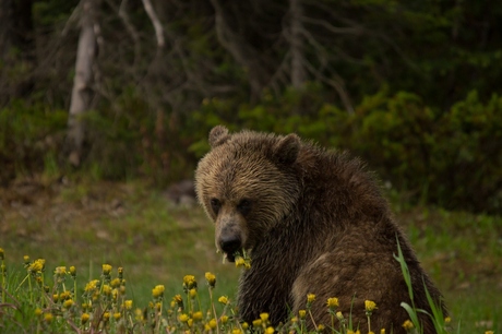 Grizzly bear Banff National Park 2014 1132.jpg