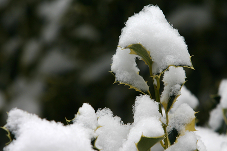 Hulst en sneew