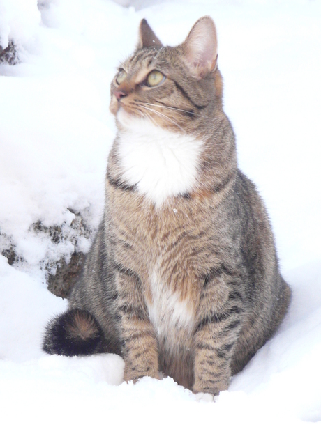 Kat dromerig in de sneeuw