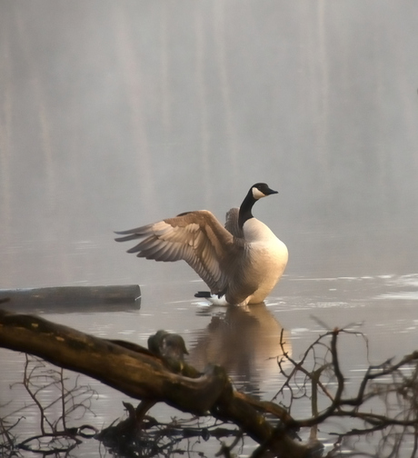 Goose in the mist...Oisterwijk.The Netherlands