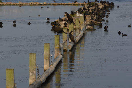 Diverse vogels