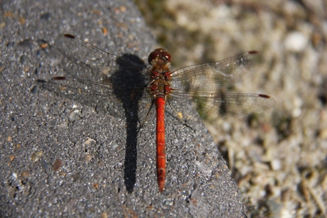 Rode libelle