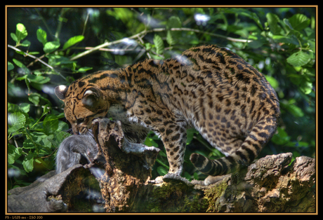 Ocelot met prooi (bewerking)