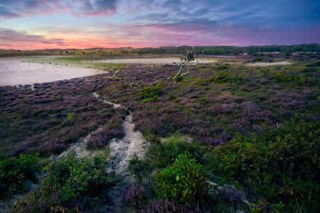 Schoorl Purple Landscape