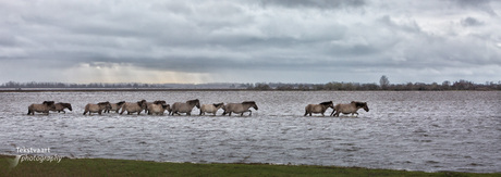 Konikpaarden op weg naar Gras...