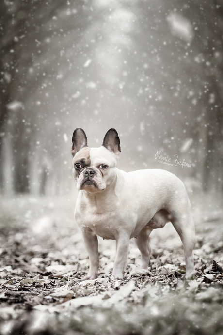 Snowy Frenchie