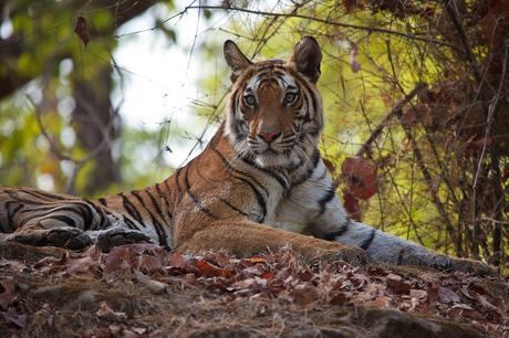 Tijger in India