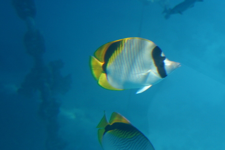 Great Barrier Reef